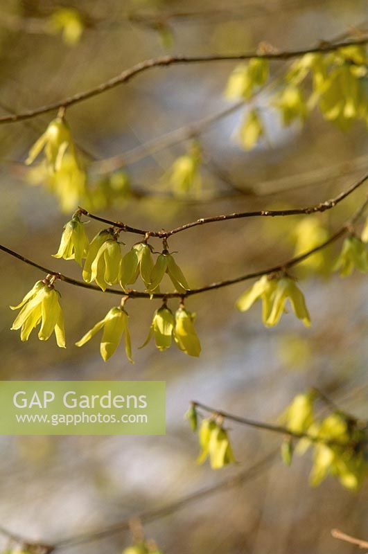 Forsythia giraldiana, close-up of flowers in early March 