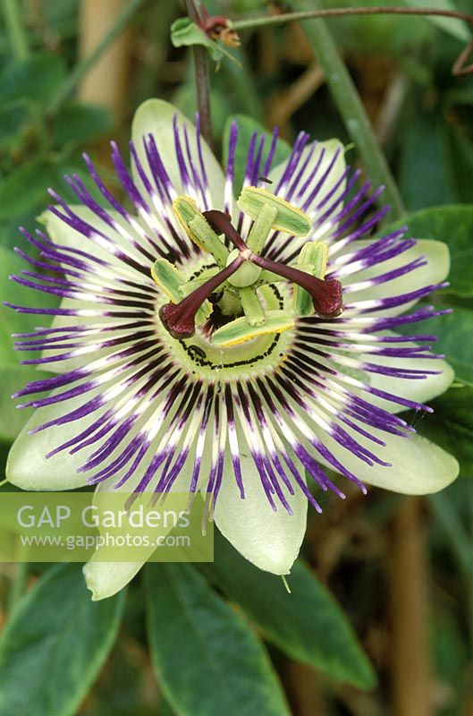 Passiflora caerulea - passion flower, scarletts nursery