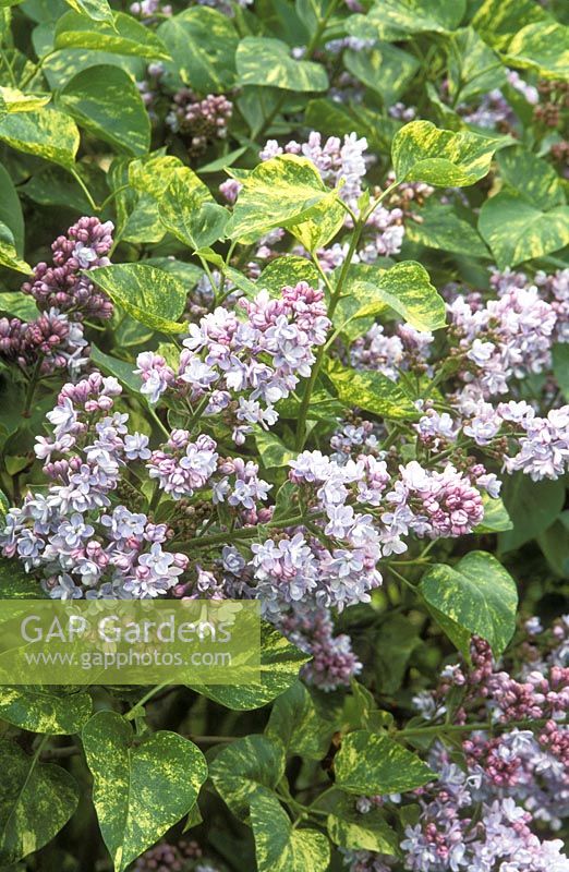 Syringa vulgaris 'Variegated Double', flowering in May at Dingle plants and gardens