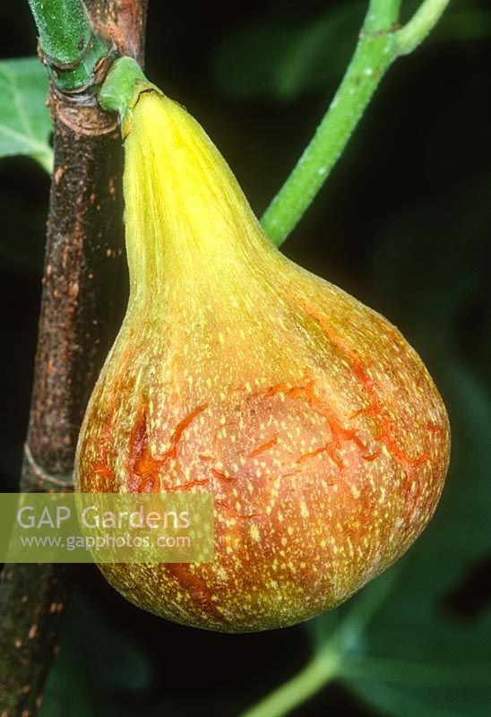 Fig 'Brown Turkey' close-up of fruit in September 