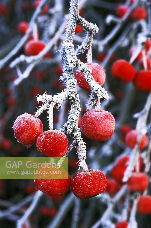 Malus x robusta 'Red Sentinel' - close up of berries in December 
