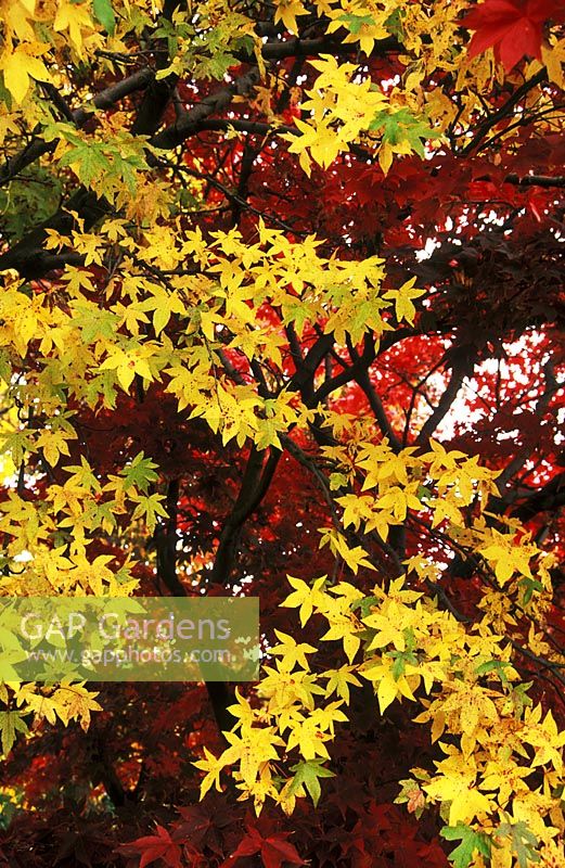 Liquidambar orientalis with Acer palmatum 'Osakazuki', red and yellow autumn foliage partners, november - cambridge botanic garden
