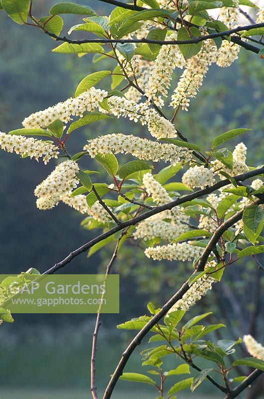 Prunus padus watereri syn, Prunus padus grandiflora - bird cherry flowers in may cambridge university botanical gardens