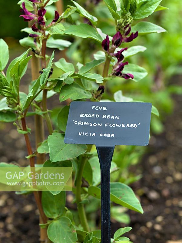 Crimson-flowered heritage variety of broad bean. The two-acre, organic, walled kitchen garden at Le Manoir aux Quat'Saisons, conceived by celebrity chef, Raymond Blanc.