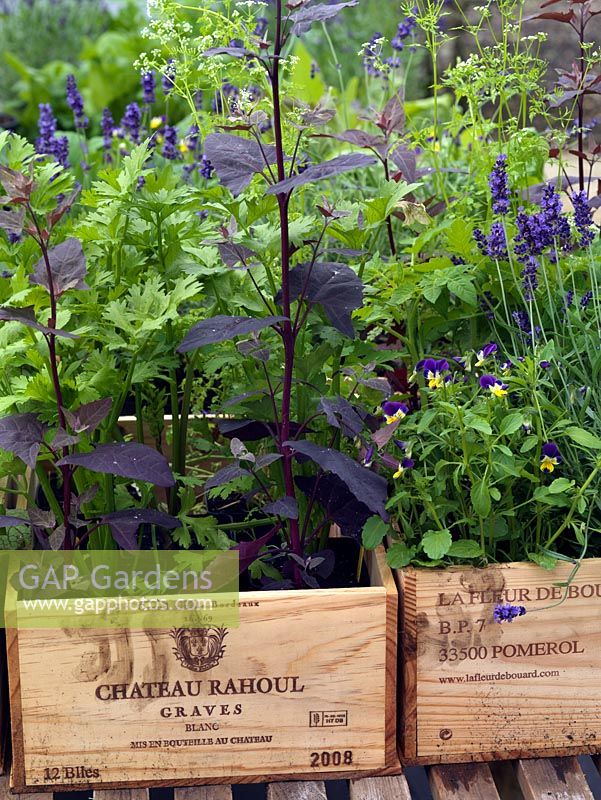 Box of edible flowers such as lavender, and purple orach. The two-acre, organic, walled kitchen garden at Le Manoir aux Quat'Saisons, conceived by celebrity chef, Raymond Blanc.