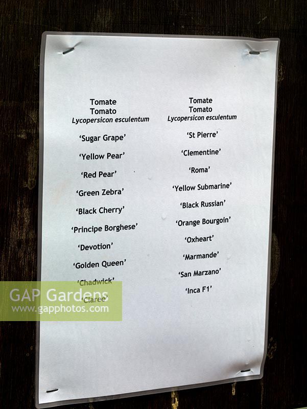 List of tomato varieties grown in polytunnel. The two-acre, organic, walled kitchen garden at Le Manoir aux Quat'Saisons, conceived by celebrity chef, Raymond Blanc. 