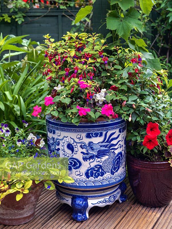 A small ornamental container group planted with Fuchia and annuals Begonia, Petunia, Lobelia, Viola and Pelargonium.