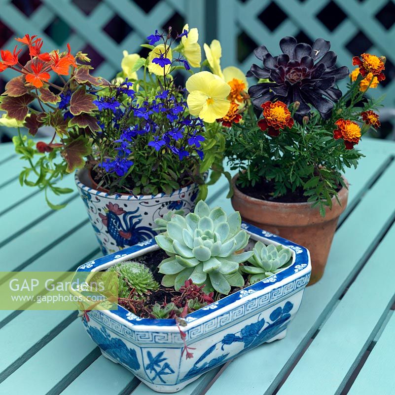 An ornamental container group planted with Lobelia, Pelargonium, Nasturtium, Viola, Aeonium and Echeveria.
