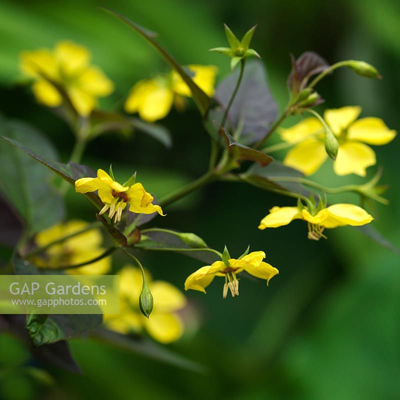 Lysimachia ciliata, a versatile herbaceous perennial which grows in well drained or boggy ground and in either full sun or partial shade.