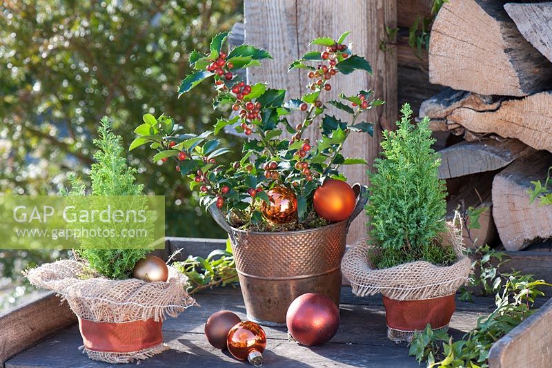 Copper pot with Ilex - Holly and Chamaecyparis 'Ellwoodii Gold' - cypresses covered with burlap and copper-colored ribbons, copper baubles