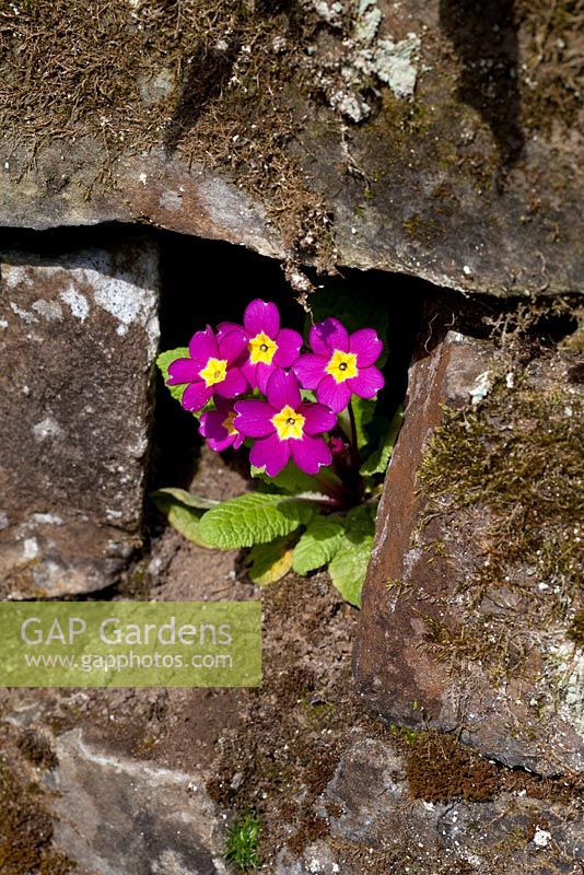 Primula growing in nook in an old stone wall