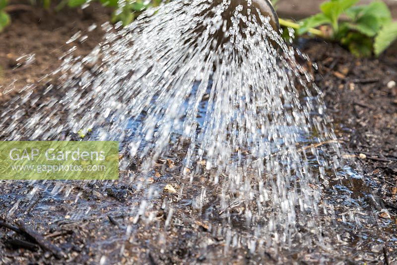 Watering freshly sown Mizuna seeds