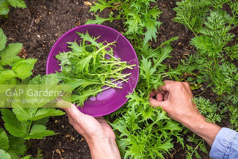 Harvesting Mizuna from a raised vegetable bed