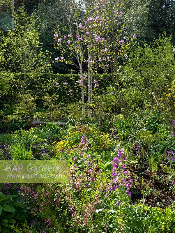 Sunlit Lunaria combines with birch and magnolia trees in a spring woodland garden. In foreground, pink Prunus tenella 'Fire Hill'.