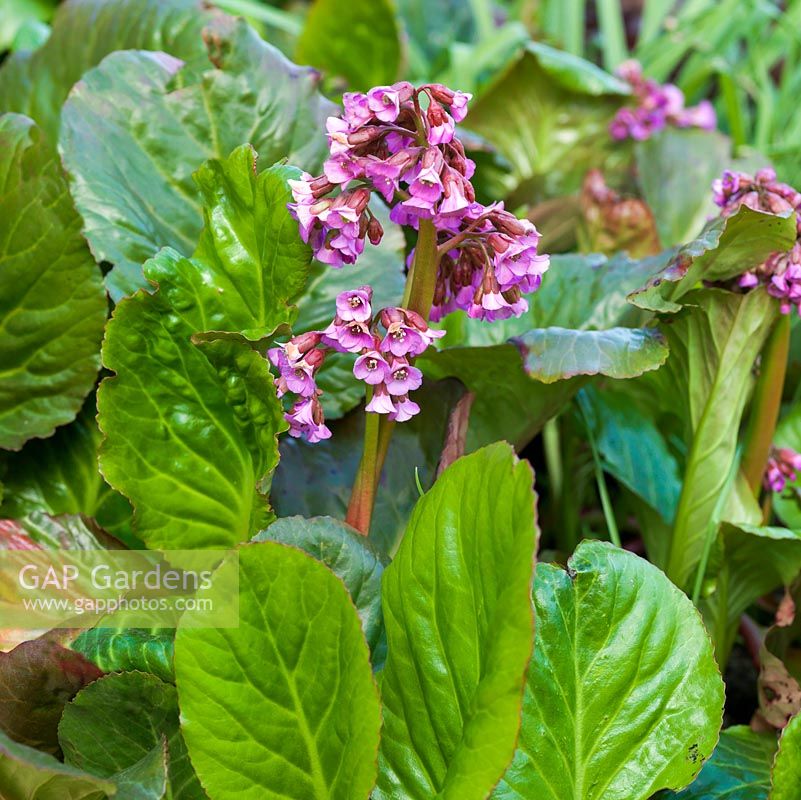 Bergenia cordifolia, a tough perennial which can grow in sun or full shade, flowers in early spring.