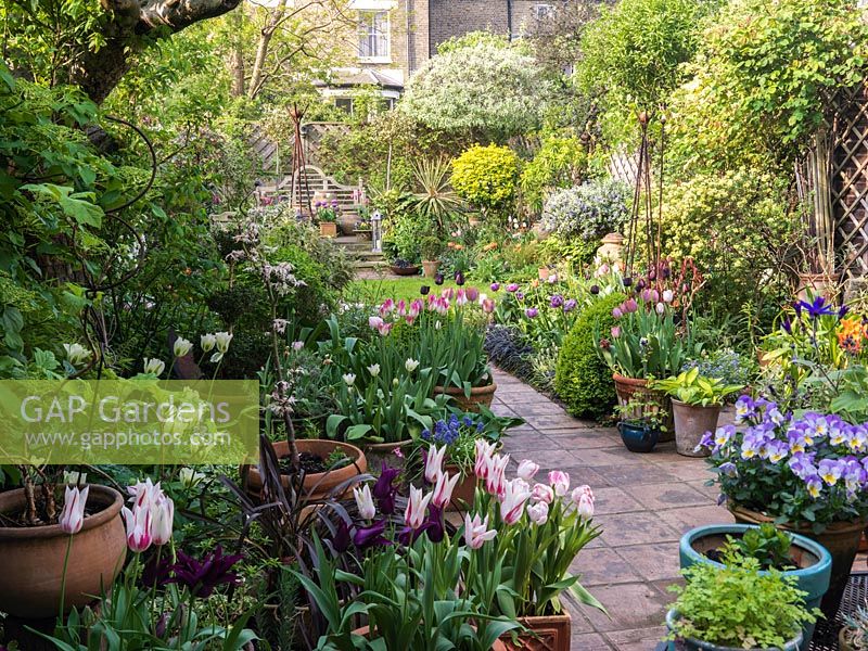 18m x 7m walled London garden. Tulipa 'Spring Green', 'Curly Sue', 'Marilyn', 'Blue Diamond', 'Ballerina', 'Florosa', 'Elegant Lady' - coronilla, teucrium, choisya, standard holly, apple, weeping pear.