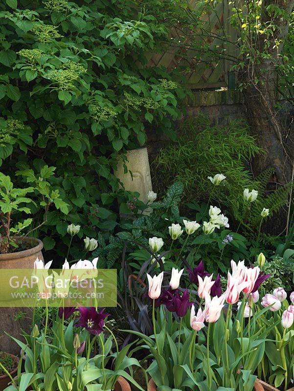 Shady bed with containers of tulips beneath old apple tree in 18m x 7m walled garden. Limestone sculpture.