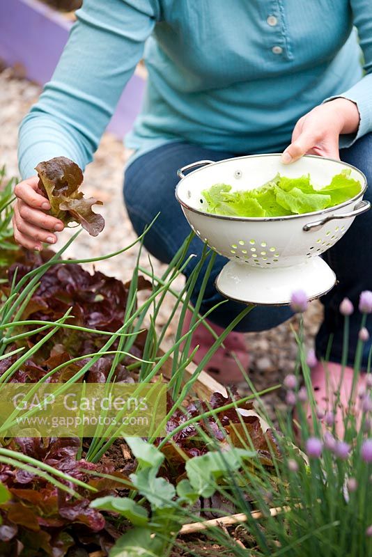Woman harvesting lettuce - Lactuca 'Red Oak Leaf' Raised bed with salads, onions and broccoli.