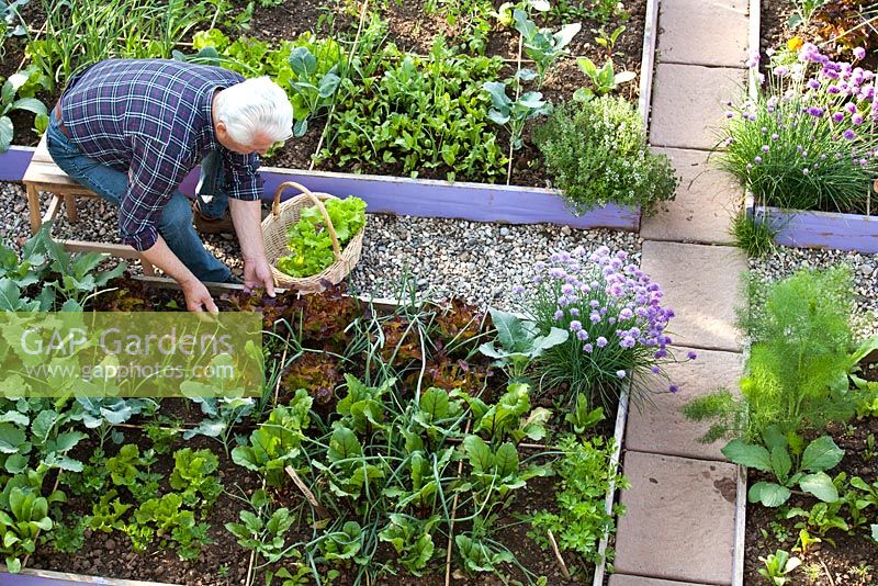 Man harvesting Lettuce 'Red Oak Leaf'. Lettuce 'Laibach ice salad'. Raised bed with onions, broccoli, .