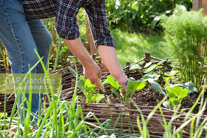 Planting out summer Cabbages in a small raised bed vegetable plot