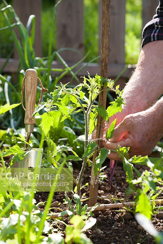 Man tying tomato plants to garden canes for support.