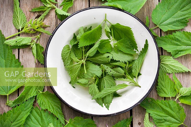 Freshly harvested nettles - Urtica dioica on wooden table.