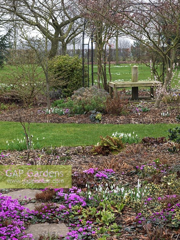 A National Collection of 600 different snowdrops kept in dedicated raised beds and borders, in clumps amongst Cyclamen coum, aconites, hellebores and shrubs.