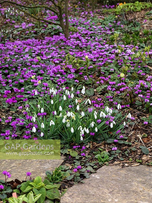 A National Collection of over 600 different snowdrops kept in dedicated raised beds, and in clumps in borders amongst Cyclamen coum and hellebores.