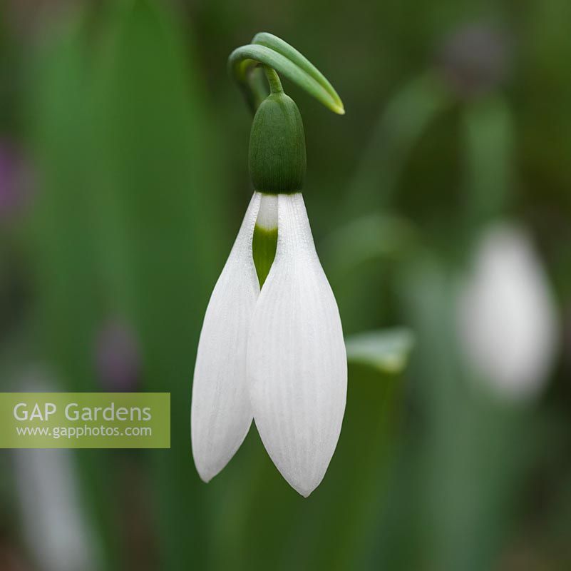 Galanthus elwesii, snowdrop, a winter flowering bulb with long, strongly clawed outer segments.
