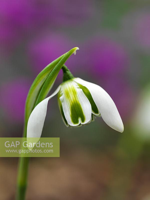 Galanthus 'Dionysus', a Greatorex double snowdrop, a winter flowering bulb with tiny, multi-petalled flowers and widely splayed outer petals, revealing marked petals.