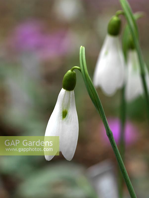 Galanthus 'Limetree', a pretty single snowdrop, a winter flowering bulb, almost indistinguishable from G. Atkinsii.