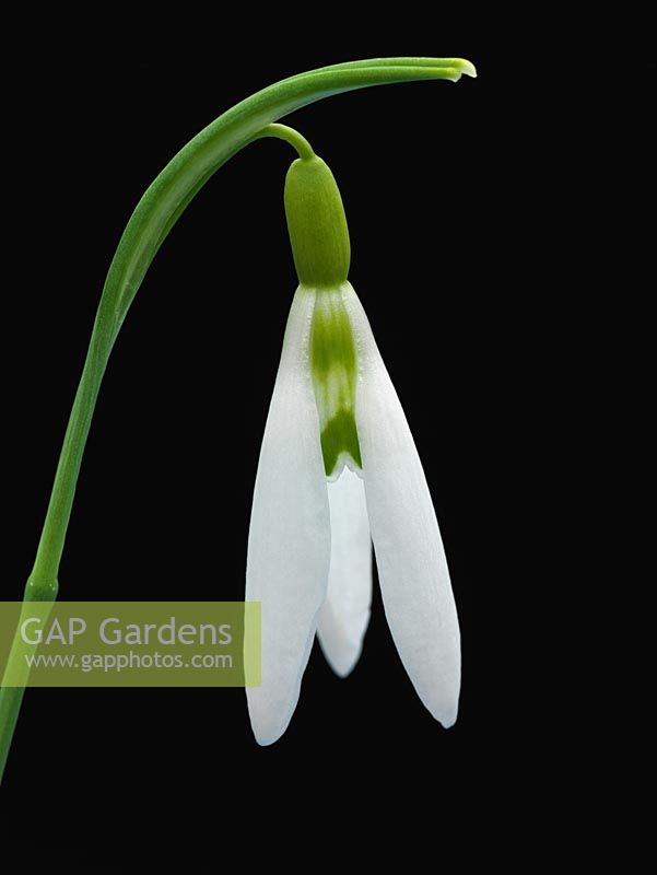 Galanthus 'Wasp', a rare snowdrop found in 1998 by Veronica Cross. So-called because long narrow outer segments combine with inner tube with markings to suggest a striped thorax.