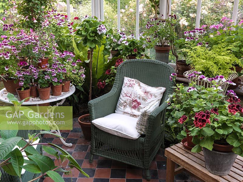 North facing conservatory with collection of pelargoniums, and wicker chairs for sitting in the cool in the summer. Fern in planter.