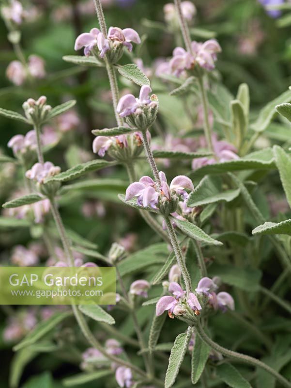 Phlomis italica, an evergreen shrub with grey woolly leaves and lilac pink flowers in summer.