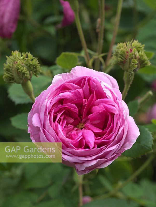 Rosa Chapeau de Napoleon, syn, R x centifolia Cristata, a fragrant deep pink rose 