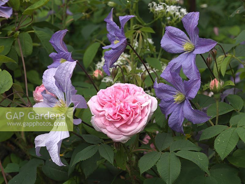 Delicate combination of light pink Rosa Queen of Denmark with mauvish blue Clematis Prince Charles in summer.