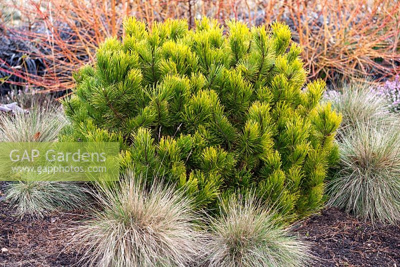 Pinus mugo 'Carsten's Wintergold' and Festuca glauca 'Blauglut'. March.
