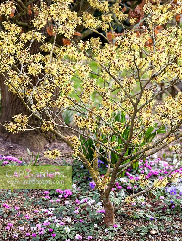 Hamamelis x intermedia Pallida with Cyclamen coum and Anemone blanda