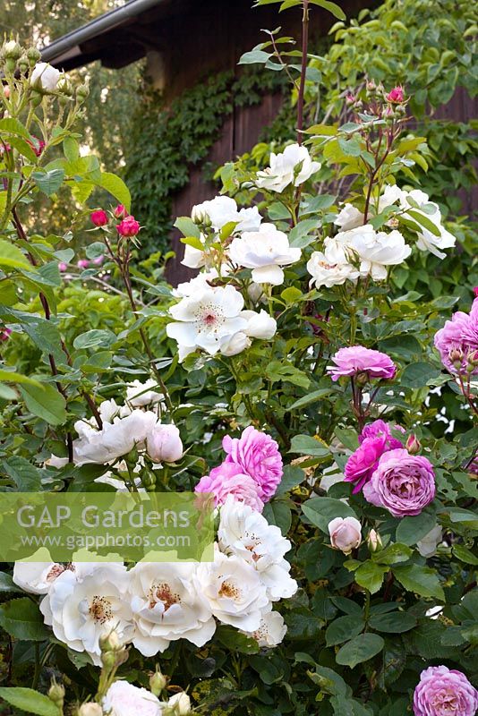Rose Jacqueline du Pre and Rosa Ina an Mona