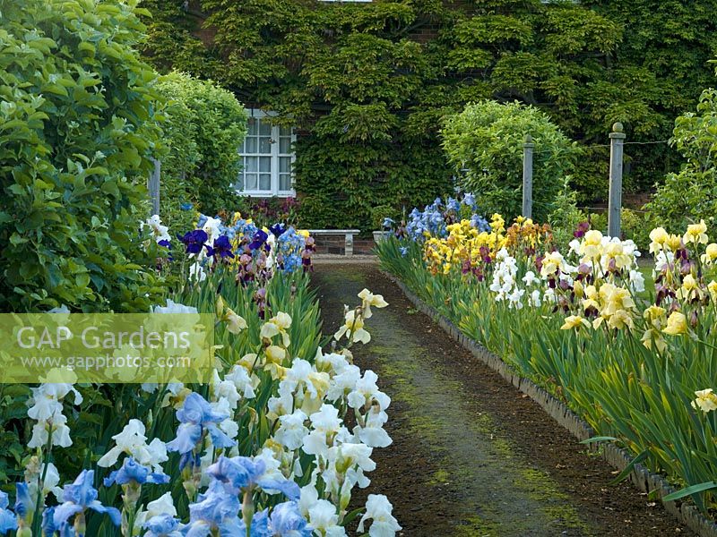 View of old bearded iris backed by espaliered fruit trees.