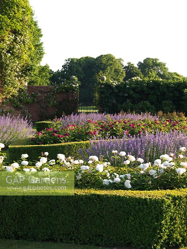 Rose parterre of irregularly shaped beds within box hedges. Nepeta Six Hills Giant. Roses Trevor Griffiths, Winchester Cathedral, De Rescht, The Fairy and Little White Pet.