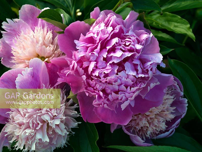 Paeonia 'Sarah Bernhardt' and B'owl of Beauty', pink peonies that make excellent cut flowers.
