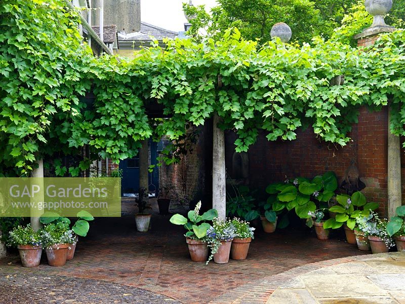 Stone courtyard with pergola covered in vine, beneath hostas in the shade.