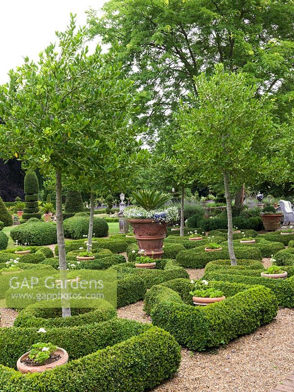 6-year-old parterre of low, rounded box hedges, set against gravel. Standard hollies and pots of white geraniums. At centre, huge terracotta pot with palm and lobelia.