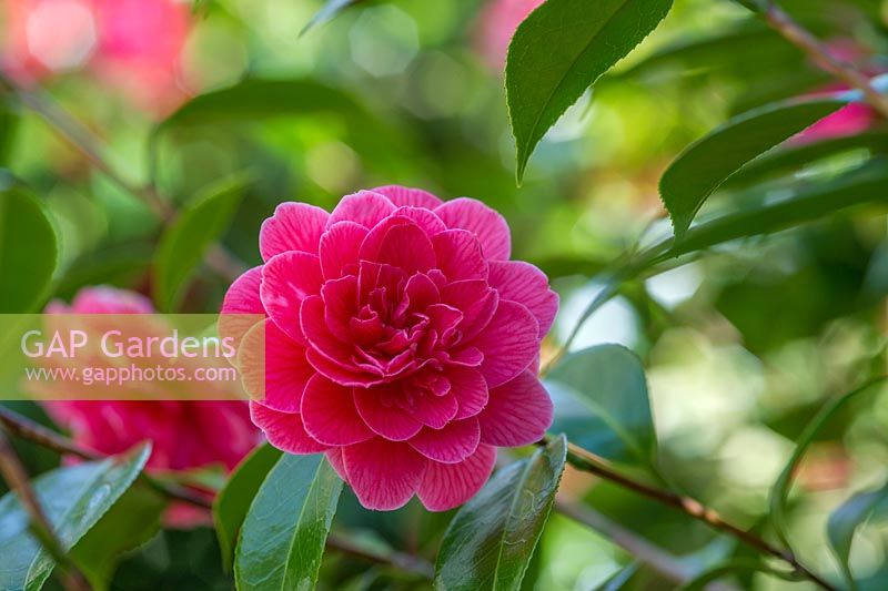 Camellia japonica 'Eugene Lize'