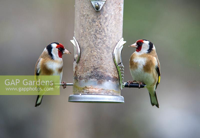 Carduelis carduelis. Two Goldfinches feeding at garden feeder