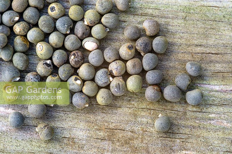 Okra 'Clemsons spineless'. Seeds on wooden board