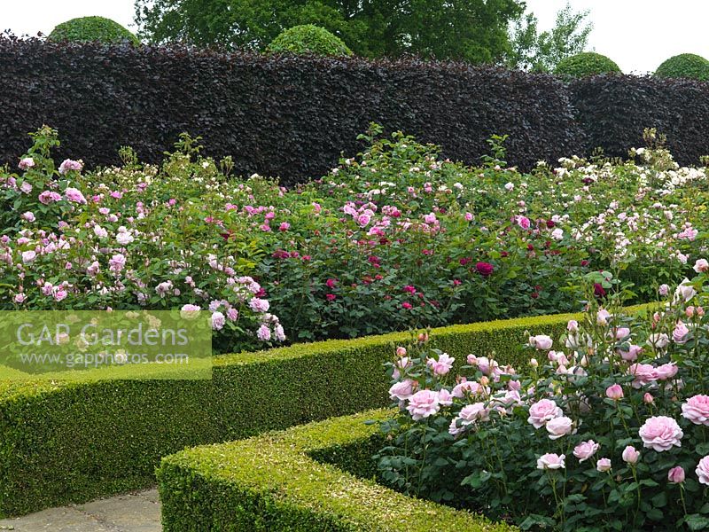 Shrub Rose Garden. Hornbeam domes behind purple beech hedge. Seen over roses Sceptered  Isle, Cottage Rose, Comte de Chambord, Noble Anthony, Gertrude Jekyll.