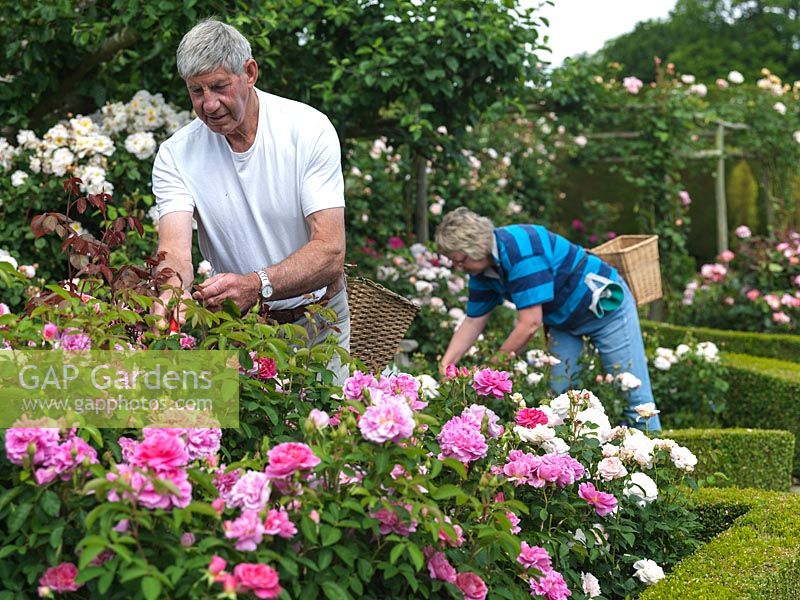 In the height of summer with 640 rose bushes, deadheading is a daily chore. Help from Roy  Farmer, the McGraths gardener, and Jane Black.