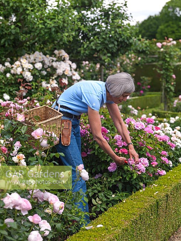 Maggie McGrath dead-heads scores of roses in the Shrub Rose Garden, one room in her 3-acre country garden.